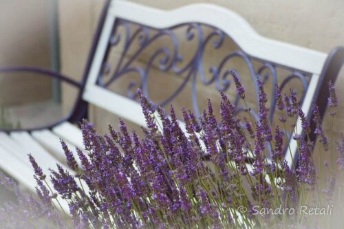 saperi-sapori-profumi-lavanda-2013-02