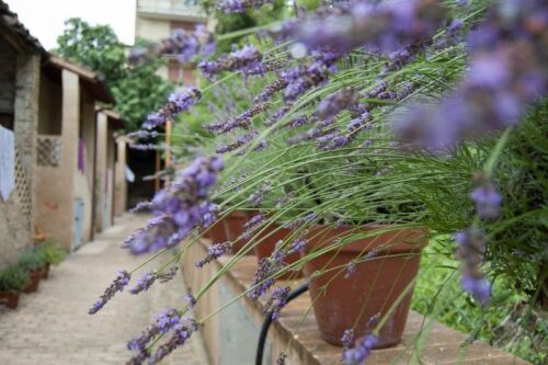 saperi-sapori-profumi-lavanda-2013-04