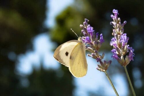 saperi-sapori-profumi-lavanda-2013-06