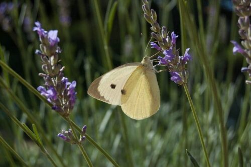 saperi-sapori-profumi-lavanda-2013-07