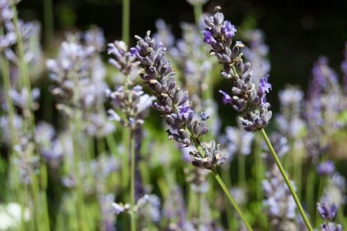 saperi-sapori-profumi-lavanda-2013-31