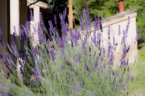 saperi-sapori-profumi-lavanda-2013-36