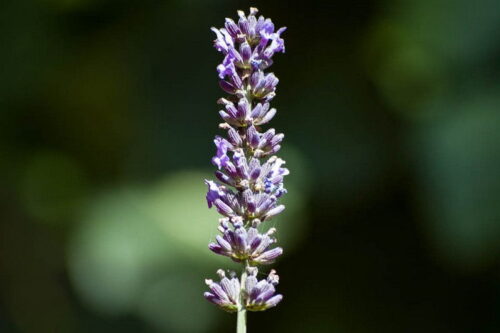 saperi-sapori-profumi-lavanda-2013-48