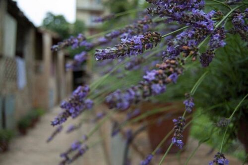 saperi-sapori-profumi-lavanda-2013-66